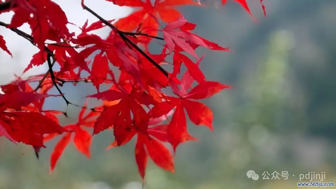(12月的行情,能与枫叶比好意思吗?—平姐姐摄)